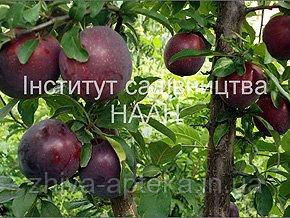 АЛИЧА, СЛИВА. Перелік наявних дерев і чагарників (2019г). НДІ Садівництва р. Київ