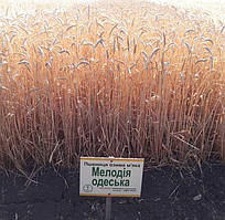 Мелодія одеська озима пшениця пшениця