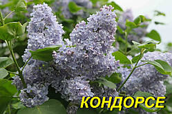 Бузок звичайний "Кондорсе" (ЗКС) 2р.