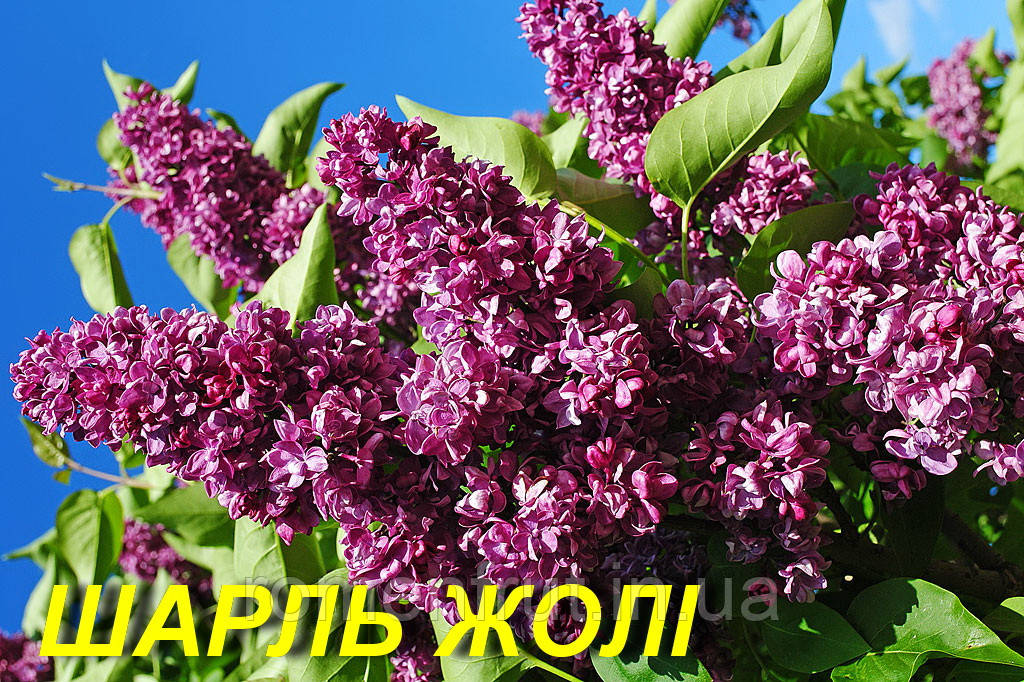 Бузок звичайний "Шарль Жолі" (ЗКС) 2р., фото 1