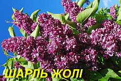 Бузок звичайний "Шарль Жолі" (ЗКС) 2р.