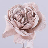 Троянда англійська новорічна сливова Новорічний декор, фото 2