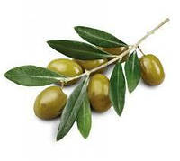 Листя оливи