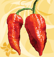 Перець Суперхот, Superhot, Naga Morich, Zapal, 10-12г, Україна, Б