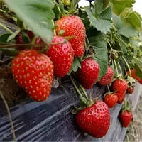 Мульчують плівка для полуниці ЧОРНА 500 метрів 1200х40