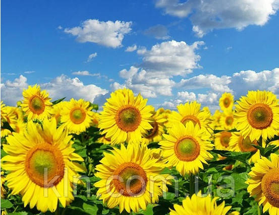 Алмазна вишивка на підрамнику Моя рідна країна 30 х 40 см (арт. TN612), фото 1