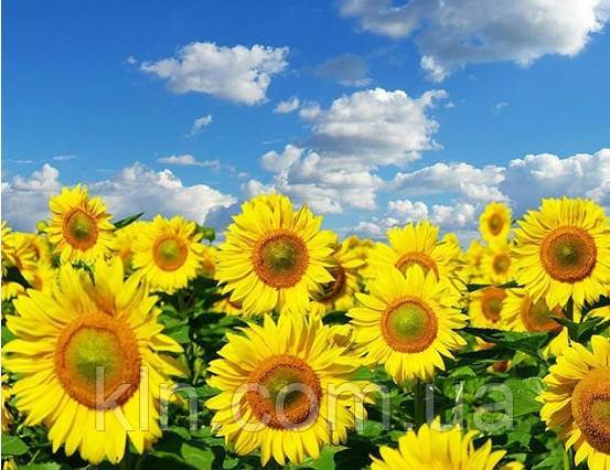 Алмазна мозаїка на підрамнику Небо в соняшниках 30 х 40 см (арт. TN612), фото 1