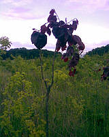 Бук лісовий пурпурний, плакуча форма (Fagus sylvatica purpurea pendula)