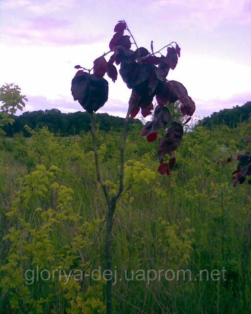 Бук лісовий пурпурний, плакуча форма (Fagus sylvatica purpurea pendula) - фото 1 - id-p132617