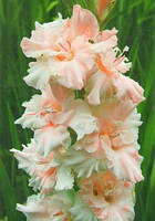 Луковиці 10/12 Гладіолус Гофрований Crispy Frizzle 60 шт.