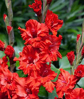 Луковиці 10/12 Гладіолус Гофрований Fire Frizzle 60 шт.