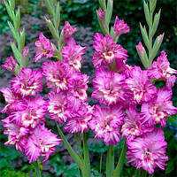 Луковиці 10/12 Гладіолус Гофрований Kingston Frizzle 60 шт.