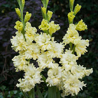 Луковиці 10/12 Гладіолус Гофрований Lemon Frizzle 60 шт.