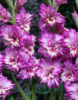 Луковиці 14+ Гладіолус Гофрований Shady Frizzle 30 шт.