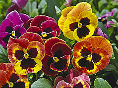 Насіння Віола Маммут F1 ,Є всі кольори 100 насінин Syngenta