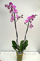 Орхидея 2 12/75-85 см