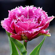 Цибулини тюльпанів Махровий+Оторочений