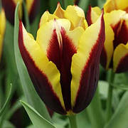 Цибулини тюльпанів Тріумф