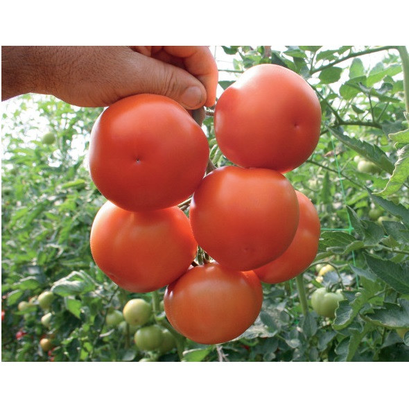 Насіння томата Лілос F1 (100 сем.) Rijk Zwaan, фото 1