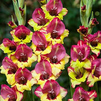 Луковиці Гладіолус низькорослий бамбіно Vasto 60 шт.