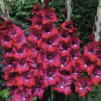 Луковиці Гладіолус низькорослий бамбуно San Siro 60 шт.