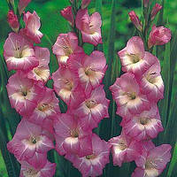 Луковиці Гладіолус низькорослий бамбуно Royal Dutch 60 шт.