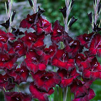 Луковиці Гладіолус низькорослий бамбуно Pescara 60 шт.