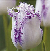 Цибулини тюльпанів Бахромчаті