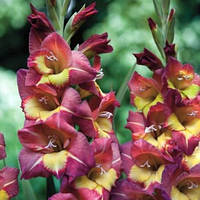 Луковиці Гладіолус низькорослий бамбуно Brescia 3 шт.