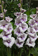 Луковиці Гладіолус низькорослий бамбіно Condor Pasa 60 шт.