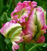 Цибулини тюльпанів папугових