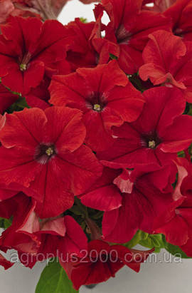 Насіння Петунія великоквіткова Success (Саксес) F1 Червона Red 500 насінин Benary, фото 1