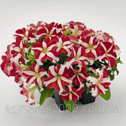 Насіння Петунія великоквіткова Success (Саксес) F1 Червона Зірка Red Star 500 насінин, фото 1