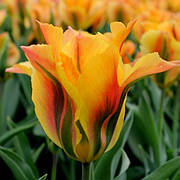 Цибулини тюльпанів Вірідіфлора