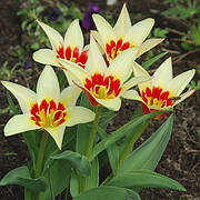 Цибулини тюльпана Кауфмана