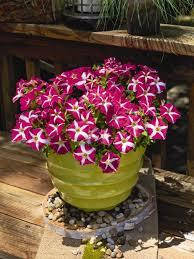 Насіння Петунія великоквіткова Success (Саксес) F1 Рожева Зірка Pink Star 500 насінин Benary, фото 1