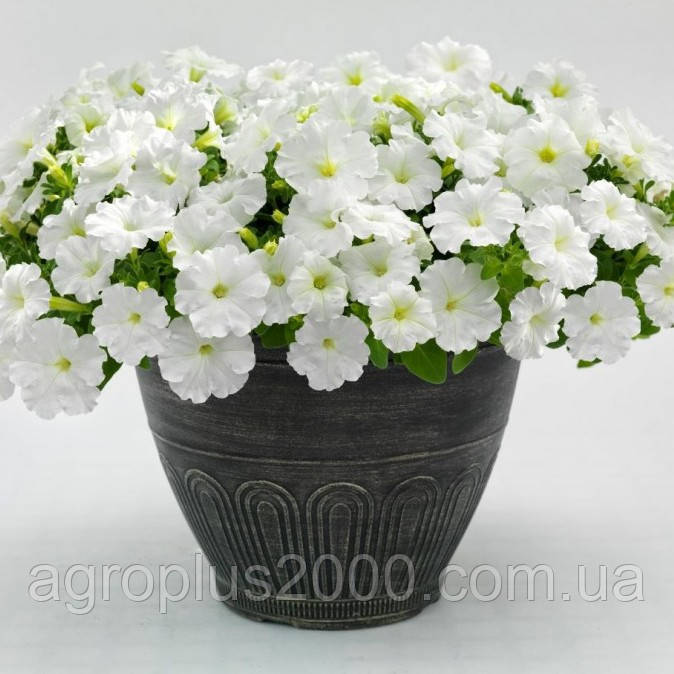 Насіння Петунія великоквіткова Success (Саксес) F1 Біла White 500 насінин Benary