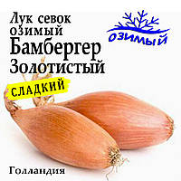 Цибуля сівок озима Бамбергер Золотистий (Дельфін), Голландія, 1 кг