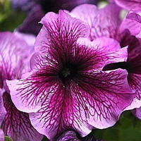 Семена Петуния крупноцветковая Success (Саксесс) F1 Пурпурная с прожилками Deep Purple 500 семян Benary