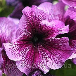 Насіння Петунія великоквіткова Success (Саксес) F1 Пурпурна з прожилками Deep Purple 500 насінин Benary, фото 1