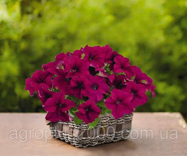 Насіння Петунія великоквіткова Success (Саксес) F1 Пурпурна Purple 500 насінин Benary