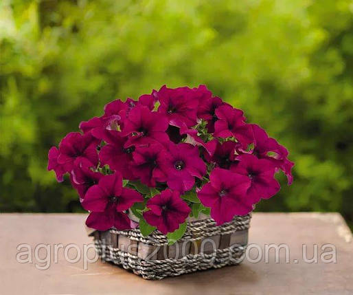Насіння Петунія великоквіткова Success (Саксес) F1 Пурпурна Purple 500 насінин Benary, фото 1