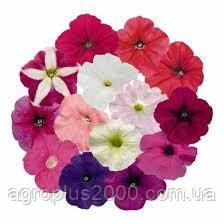 Насіння Петунія великоквіткова Success (Саксес) F1 Суміш Mix 500 насінин Benary, фото 1