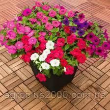 Насіння Петунія великоквіткова Success (Саксес) F1 Суміш Mix 500 насінин Benary, фото 2