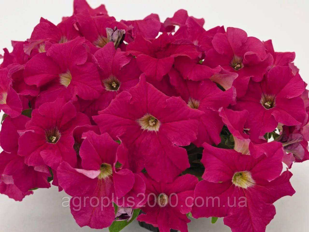 Насіння Петунія великоквіткова Success (Саксес) F1 Темно-малинова Crimson Darc 500 насінин Benary