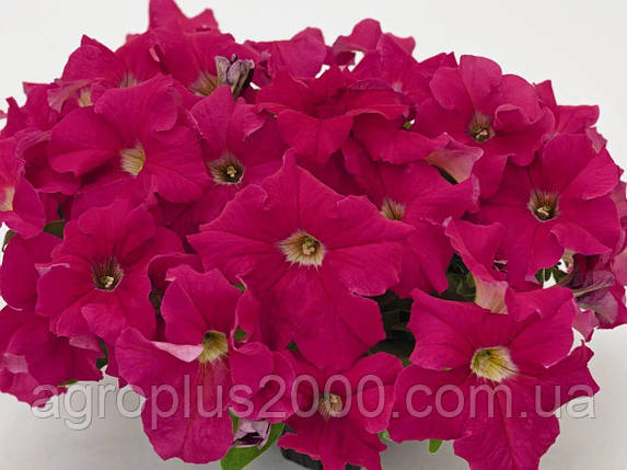 Насіння Петунія великоквіткова Success (Саксес) F1 Темно-малинова Crimson Darc 500 насінин Benary, фото 1