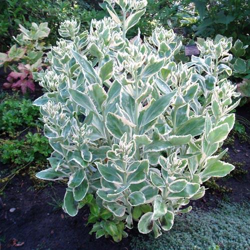 Седум гібридний Фрості Мурн, фото 1