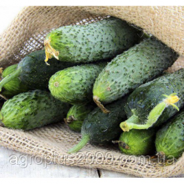Насіння Огірок самозапильний Аванс (Авенсіс) F1, 1000 насінин Nong Woo Bio, фото 2