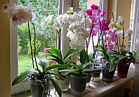 Правильно поливаємо орхідеї під час цвітіння
