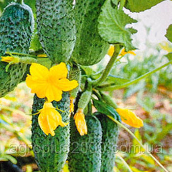 Насіння Огірок партенокарпічний Грін Пік F1, 1000 насінин United Genetics